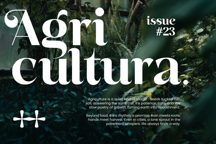 Sans Serif Display